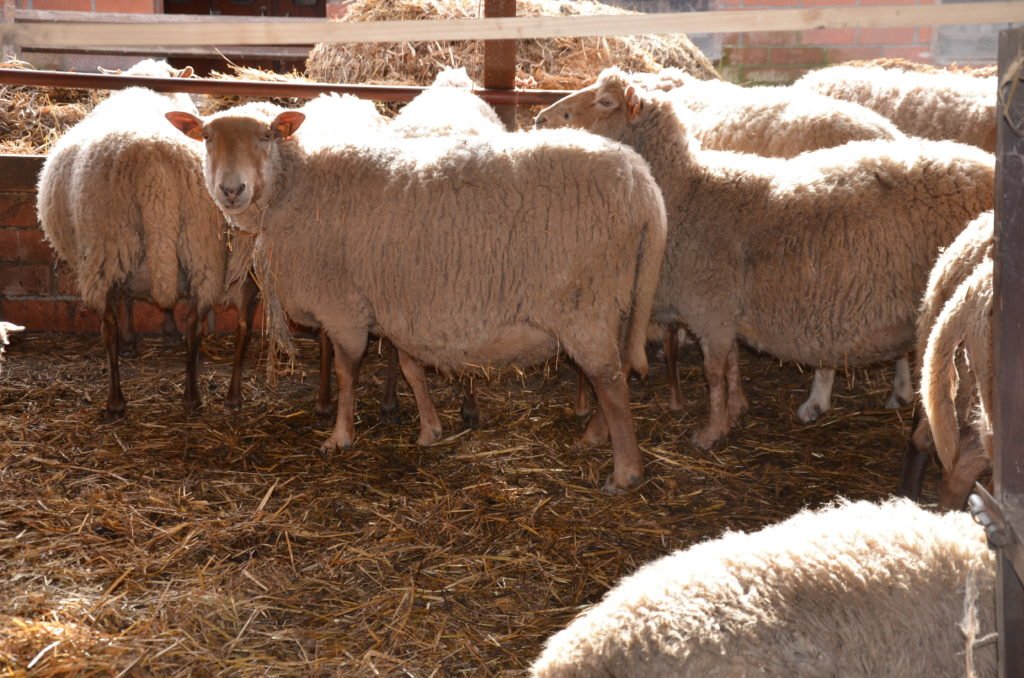 schapen lovendegem